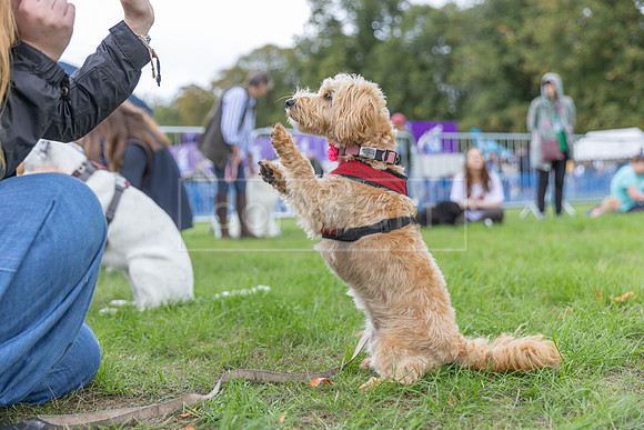 Scruffts Family Crossbreed of the Year competition. Knebworth Park. 13th September 2026-122