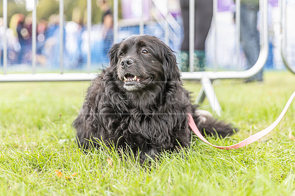 Scruffts Family Crossbreed of the Year competition. Knebworth Park. 13th September 2026-125