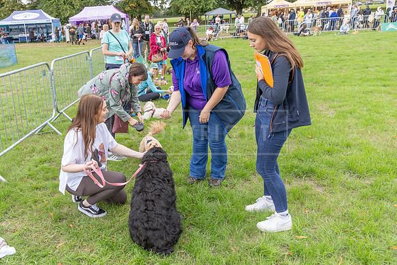 Scruffts Family Crossbreed of the Year competition. Knebworth Park. 13th September 2026-124