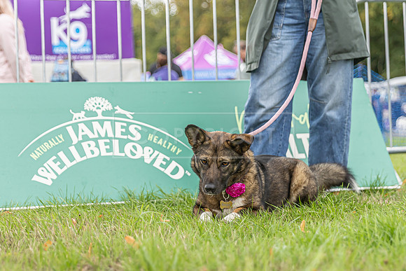 Scruffts Family Crossbreed of the Year competition. Knebworth Park. 13th September 2026-128