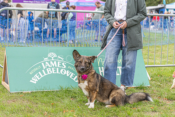 Scruffts Family Crossbreed of the Year competition. Knebworth Park. 13th September 2026-127