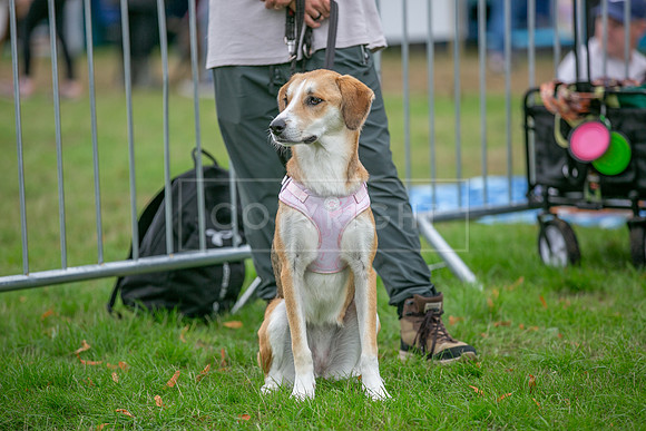 Scruffts Family Crossbreed of the Year competition. Knebworth Park. 13th September 2026-129