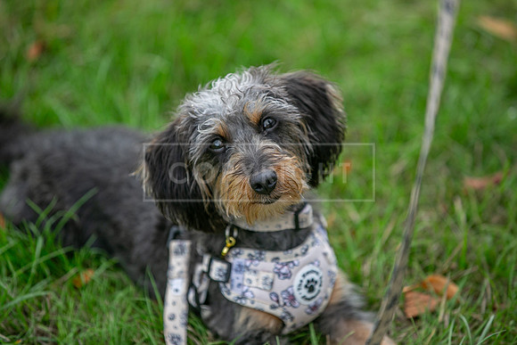 Scruffts Family Crossbreed of the Year competition. Knebworth Park. 13th September 2026-132