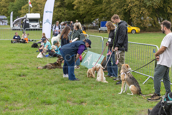 Scruffts Family Crossbreed of the Year competition. Knebworth Park. 13th September 2026-131