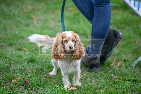 Scruffts Family Crossbreed of the Year competition. Knebworth Park. 13th September 2026-135