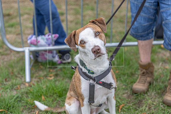 Scruffts Family Crossbreed of the Year competition. Knebworth Park. 13th September 2026-133