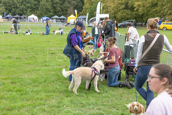 Scruffts Family Crossbreed of the Year competition. Knebworth Park. 13th September 2026-134