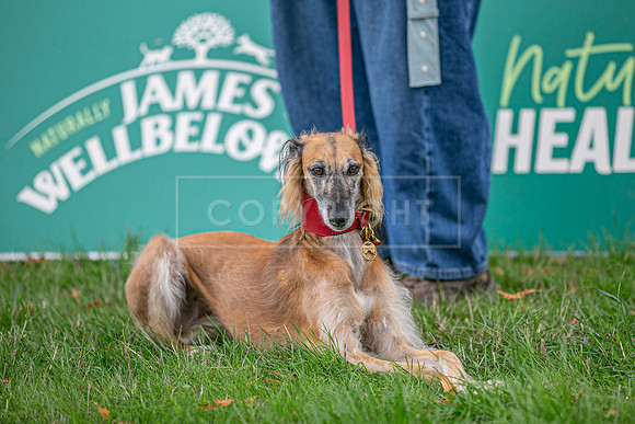 Scruffts Family Crossbreed of the Year competition. Knebworth Park. 13th September 2026-139