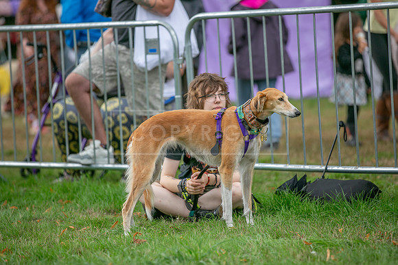 Scruffts Family Crossbreed of the Year competition. Knebworth Park. 13th September 2026-140