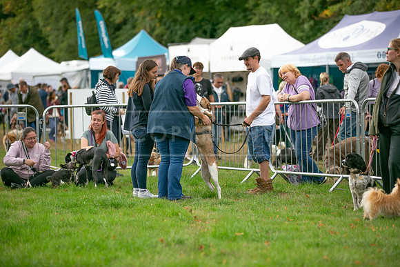 Scruffts Family Crossbreed of the Year competition. Knebworth Park. 13th September 2026-141
