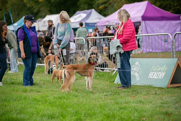 Scruffts Family Crossbreed of the Year competition. Knebworth Park. 13th September 2026-144