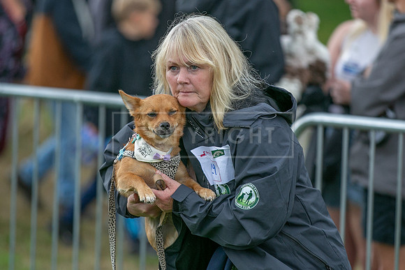 Scruffts Family Crossbreed of the Year competition. Knebworth Park. 13th September 2026-146