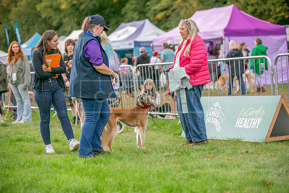 Scruffts Family Crossbreed of the Year competition. Knebworth Park. 13th September 2026-145