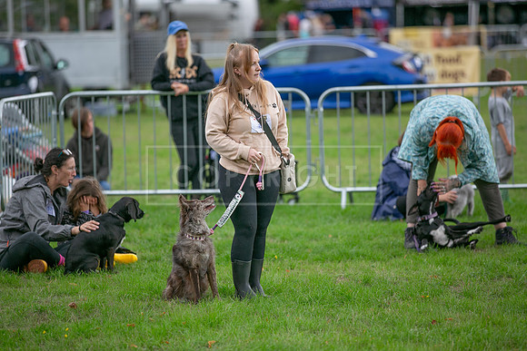 Scruffts Family Crossbreed of the Year competition. Knebworth Park. 13th September 2026-147