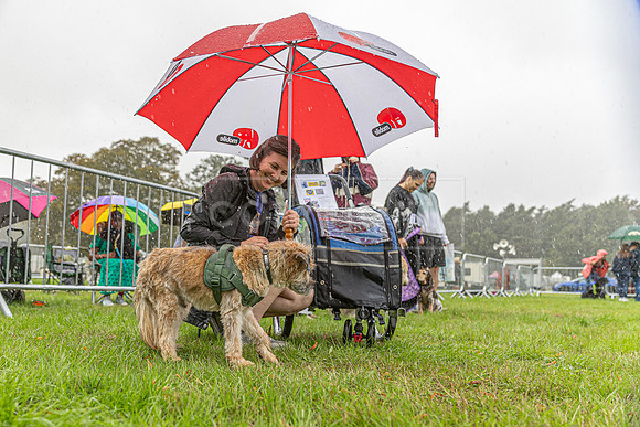 Scruffts Family Crossbreed of the Year competition. Knebworth Park. 13th September 2026-154