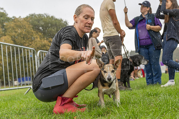 Scruffts Family Crossbreed of the Year competition. Knebworth Park. 13th September 2026-159
