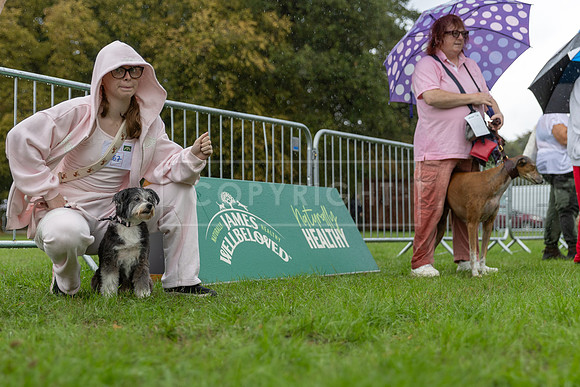 Scruffts Family Crossbreed of the Year competition. Knebworth Park. 13th September 2026-163