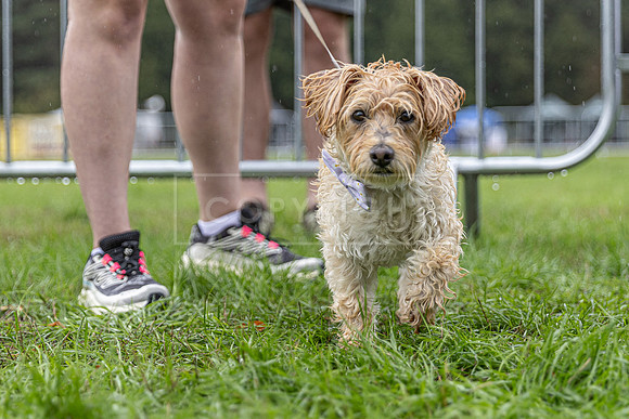 Scruffts Family Crossbreed of the Year competition. Knebworth Park. 13th September 2026-164