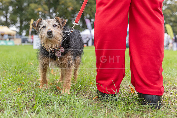 Scruffts Family Crossbreed of the Year competition. Knebworth Park. 13th September 2026-169