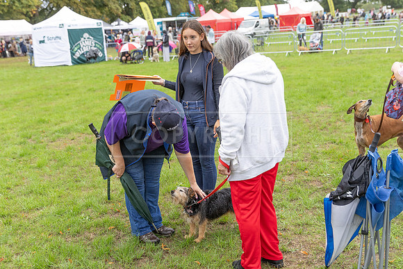 Scruffts Family Crossbreed of the Year competition. Knebworth Park. 13th September 2026-168
