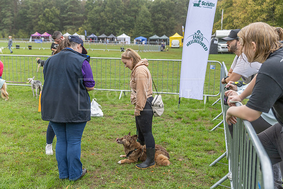 Scruffts Family Crossbreed of the Year competition. Knebworth Park. 13th September 2026-170