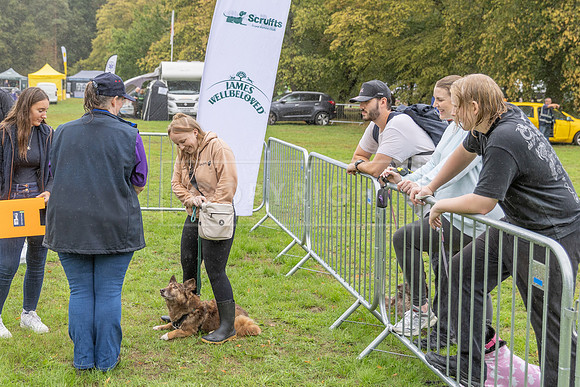 Scruffts Family Crossbreed of the Year competition. Knebworth Park. 13th September 2026-171