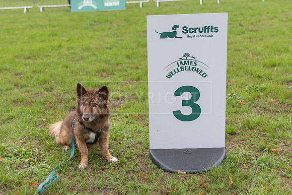 Scruffts Family Crossbreed of the Year competition. Knebworth Park. 13th September 2026-178