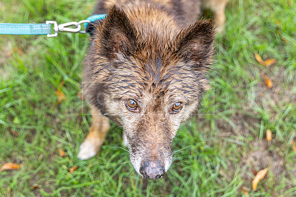 Scruffts Family Crossbreed of the Year competition. Knebworth Park. 13th September 2026-179
