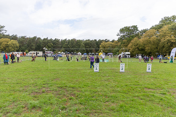 Scruffts Family Crossbreed of the Year competition. Knebworth Park. 13th September 2026-180