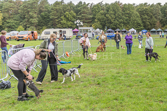 Scruffts Family Crossbreed of the Year competition. Knebworth Park. 13th September 2026-183