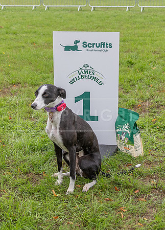 Scruffts Family Crossbreed of the Year competition. Knebworth Park. 13th September 2026-189
