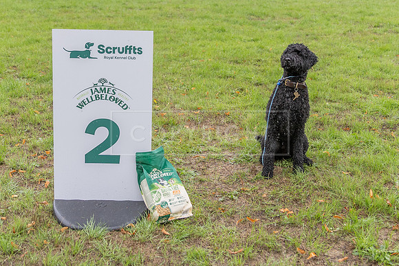Scruffts Family Crossbreed of the Year competition. Knebworth Park. 13th September 2026-192