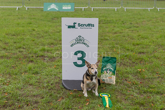 Scruffts Family Crossbreed of the Year competition. Knebworth Park. 13th September 2026-194