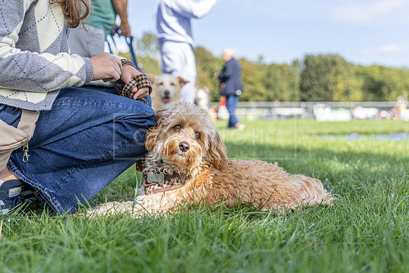 Scruffts Detling Heat 20th Sept 2026-013