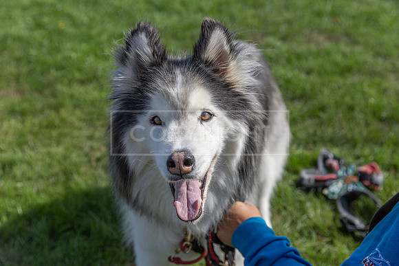 Scruffts Detling Heat 20th Sept 2026-020