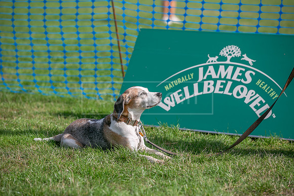 Scruffts Detling Heat 20th Sept 2026-089
