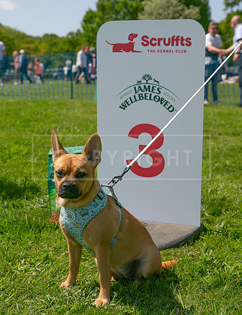 Scruffts at Trentham Park 21st May 2023-48