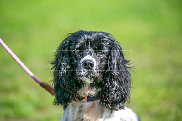 Scruffts Detling Heat 20th Sept 2026-075