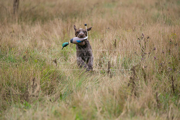 Jixenwell Scurry Challenge Final 2024-0447