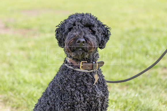 Scruffts Detling Heat 20th Sept 2026-022