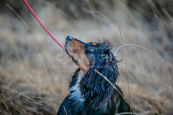 Cocker Championship 2023 -261