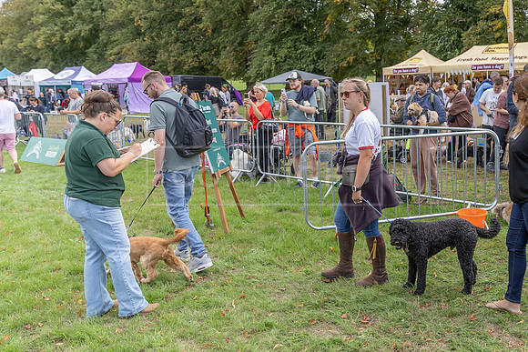 Scruffts Family Crossbreed of the Year competition. Knebworth Park. 13th September 2026-197