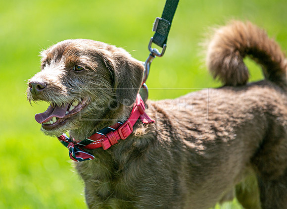 Scruffts at Trentham Park 21st May 2023-10