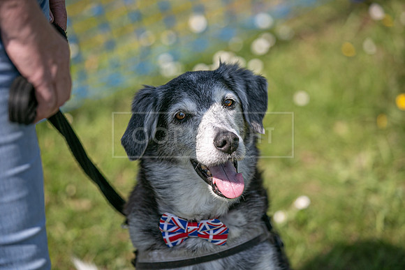 Scruffts at Trentham Park 21st May 2023-54