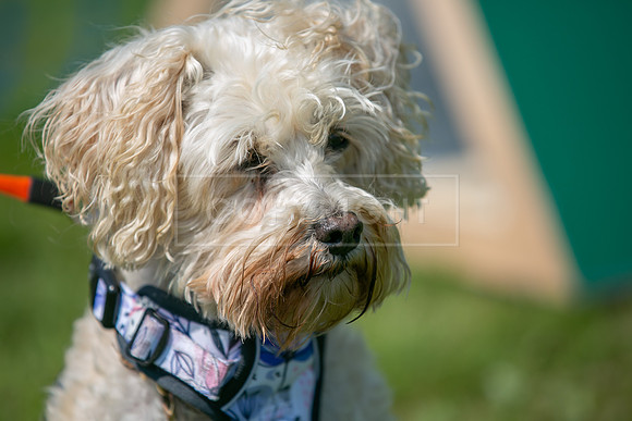 Scruffts at Trentham Park 21st May 2023-52
