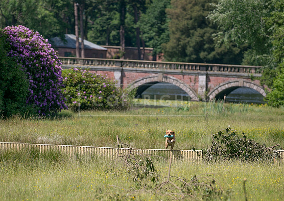 Capesthorne Hall Thursday 15th June 2023-064