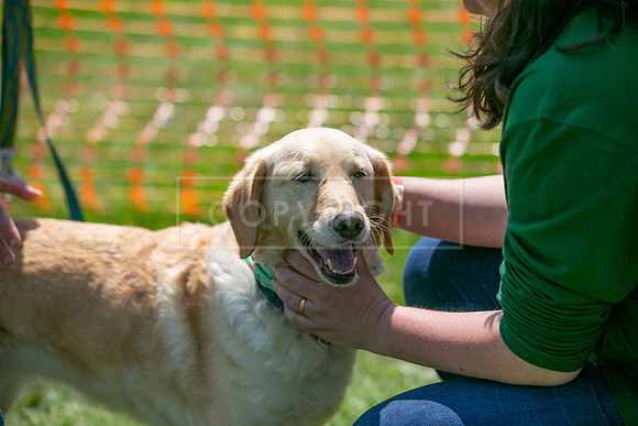Scruffts at Trentham Park 21st May 2023-38