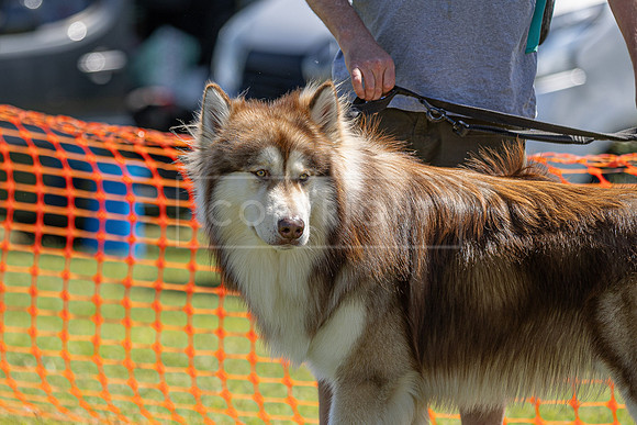 Scruffts heat @ Wadebridge 13th July 2025-5