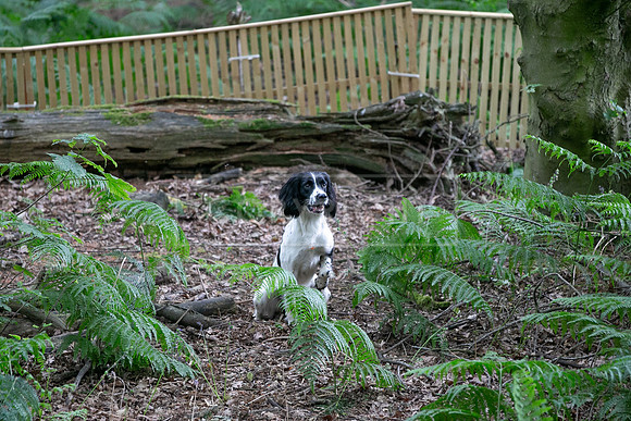 Capesthorne Hall  Sun 18th June 2023-021