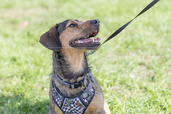 Scruffts Detling Heat 20th Sept 2026-030